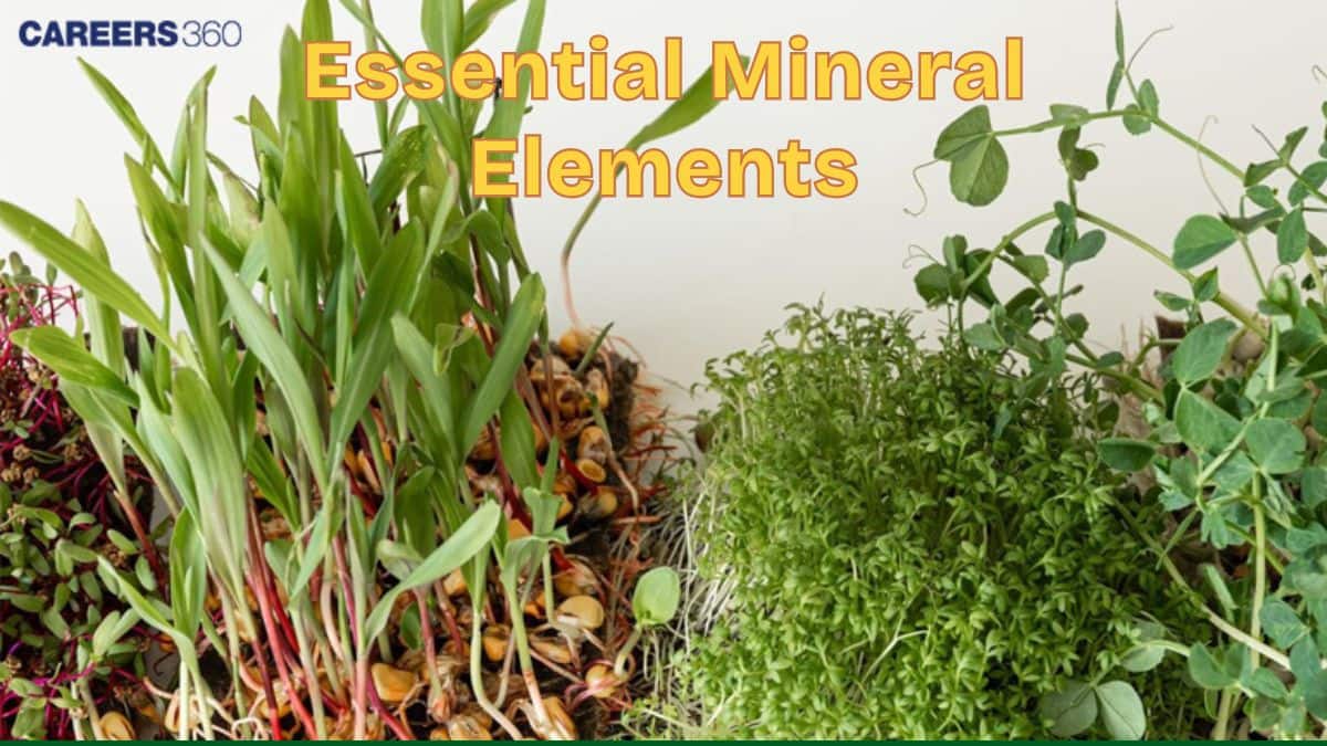 Essential Mineral Elements: Definition, Function, Types